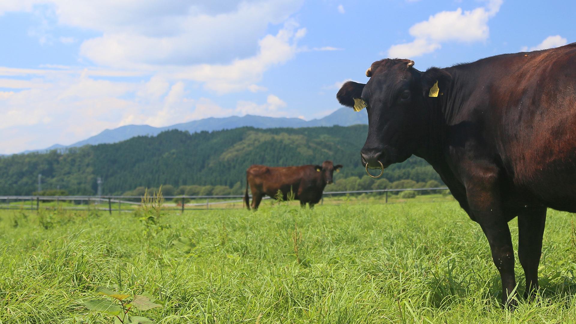 青森県平川市の精肉店 肉の豚金(葛西精肉店)