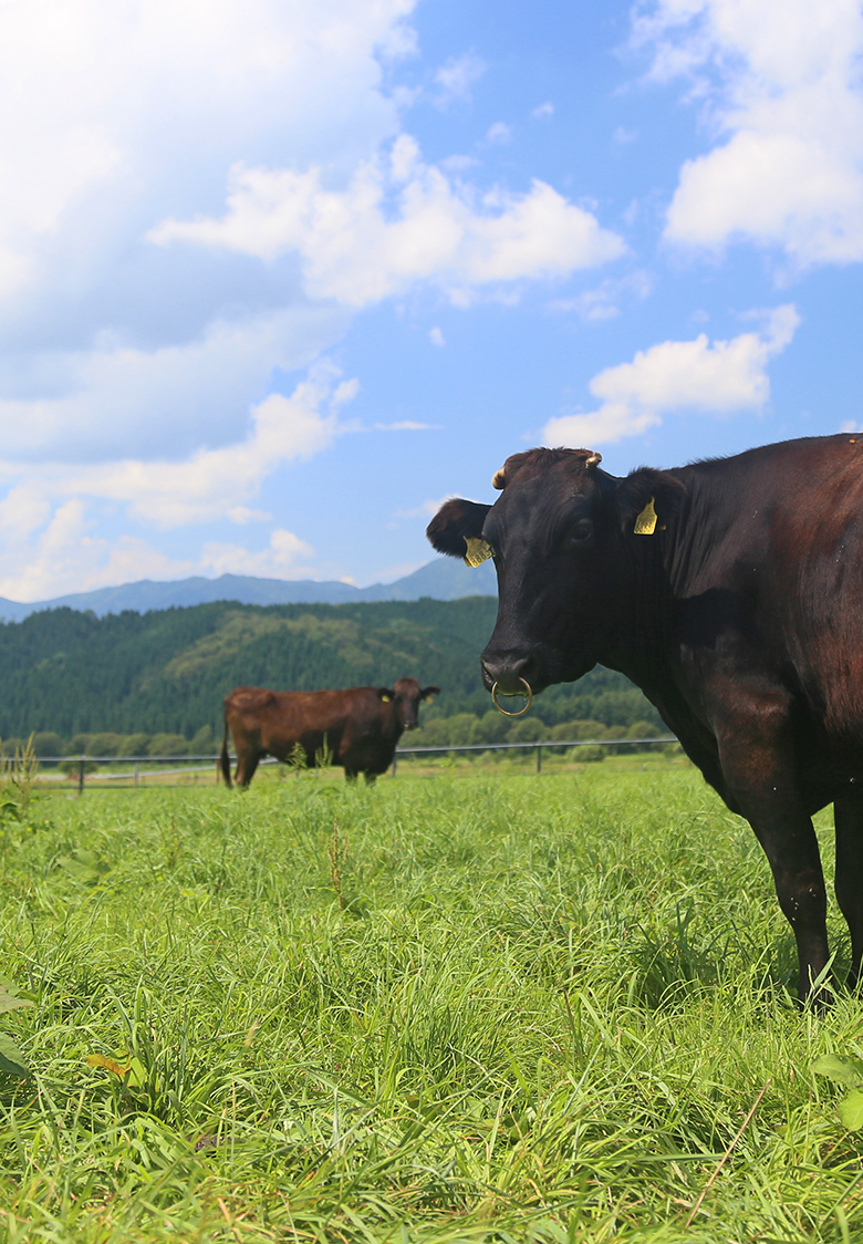 青森県平川市の精肉店 肉の豚金(葛西精肉店)